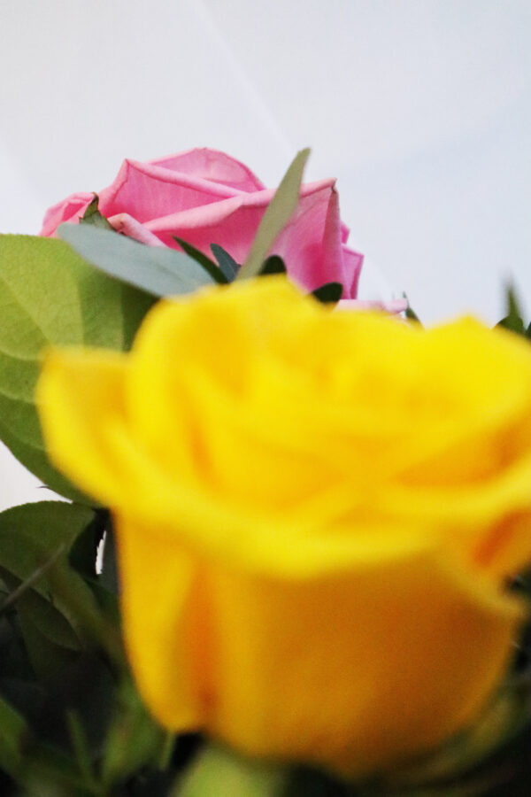 Nahaufnahme einer gelben und einer rosafarbenen Rose