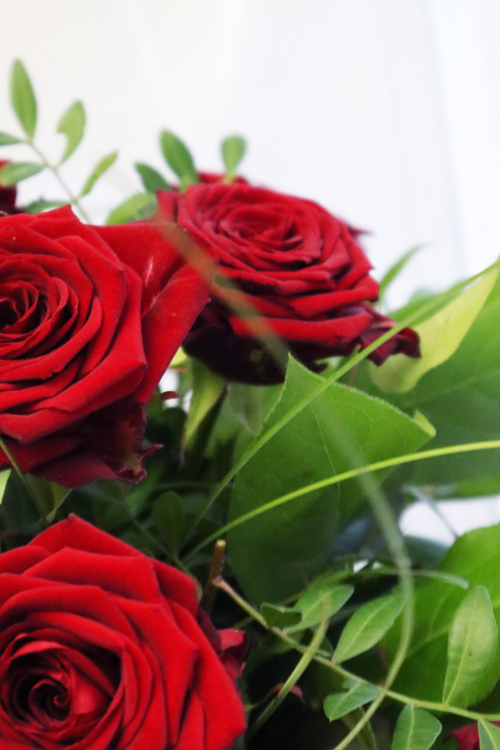Nahaufnahme rote Rosen mit drei Stück